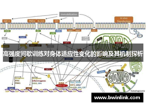 高强度间歇训练对身体适应性变化的影响及其机制探析